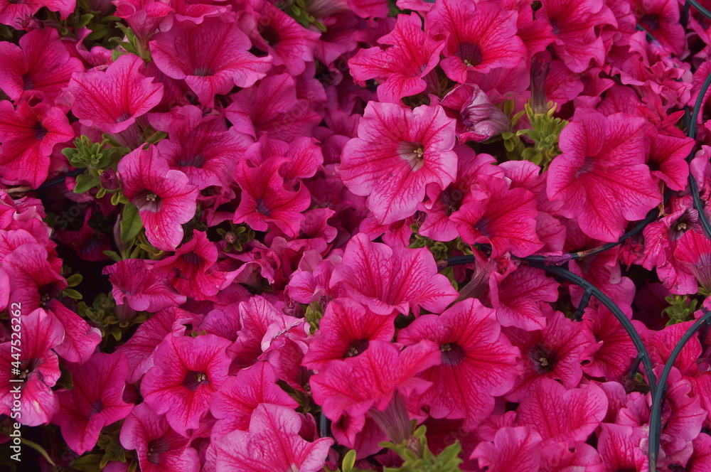 Pink azalea flowers with red undertones