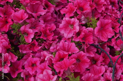 Pink azalea flowers with red undertones