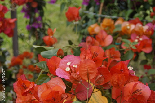 Bougainvillea plant in a garden