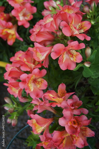 Alstroemeria flowers in a garden