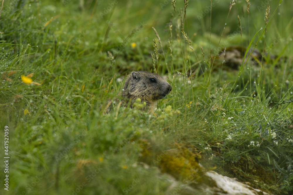 marmot in the vercors mountains marmot in the vercors mountains