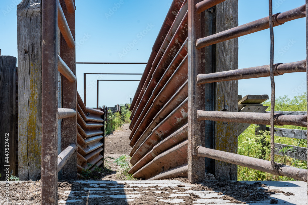 Metal elevated cattle chute in the rural Midwest Metal elevated cattle chute in the rural Midwest