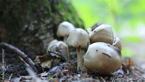 mushrooms in the forest © Cody