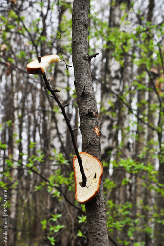 Pieces of bird bread lie on a tree branch. Food for birds in the spring forest.