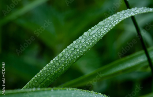 Macro rain drop on green leaf with sun shining in the morning. Drops of dew with transparent water on wild grass, Beautiful Fresh natural background for eco friendly concept..