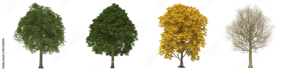 Green trees isolated on white background. Field maple tree matures in all seasons. Acer campestre tree isolated with clipping path 3D illustration Green trees isolated on white background. Field maple tree matures in all seasons. Acer campestre tree isolated with clipping path 3D illustration
