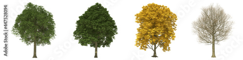 Green trees isolated on white background. Field maple tree matures in all seasons. Acer campestre tree isolated with clipping path 3D illustration