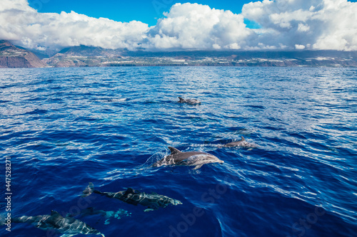 Whales and dolphins watching, La Palma, Santa Cruz de Tenerife, Canary Islands, Spain.