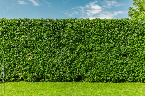 Buchenhecke nach einem Heckenschnitt im Sommer