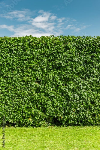 Buchenhecke nach einem Heckenschnitt im Sommer