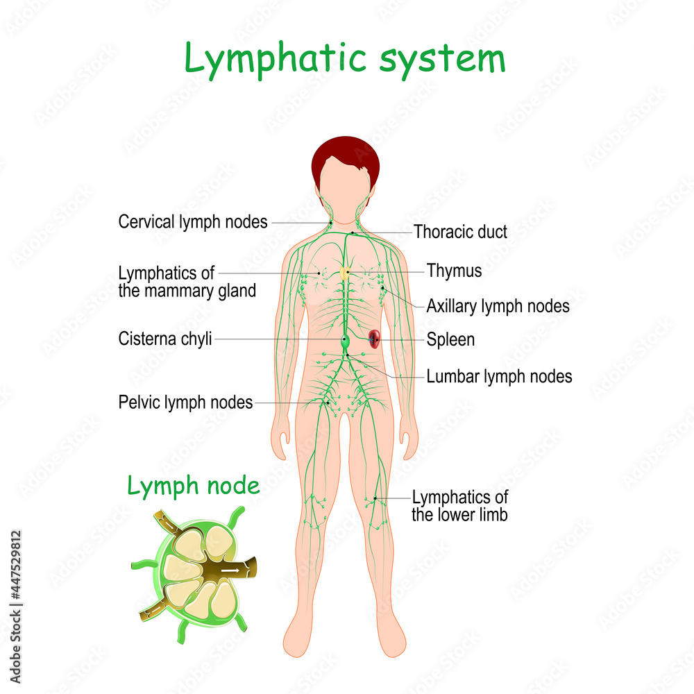 Lymphatic system. Human body with Spleen, Thymus, Lymphatic vessel