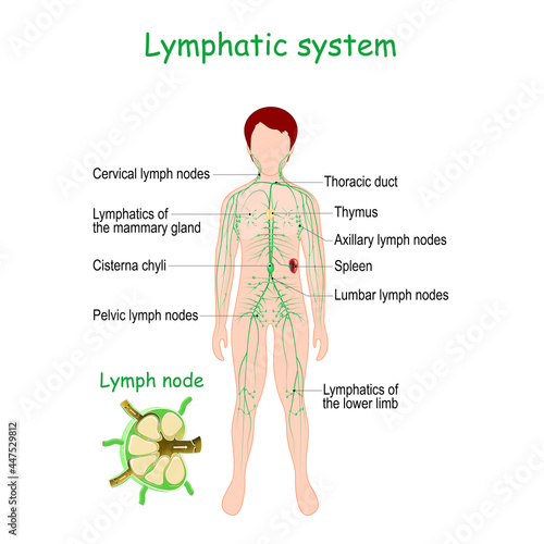 Lymphatic system. Human body with Spleen, Thymus, Lymphatic vessel, photo