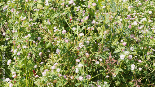 Le trèfle de Perse ou trèfle renversé - Trifolium resupinatum - Plante jachère, mellifère riche en nectar aux fleurs à odeur suave attirant les abeilles photo