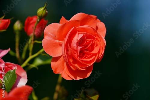 Red rose on a dark background.