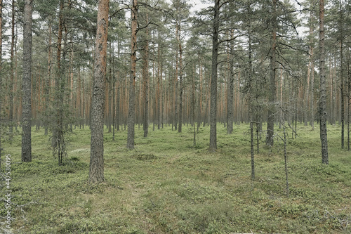 Fototapeta Naklejka Na Ścianę i Meble -  Among the pine trees