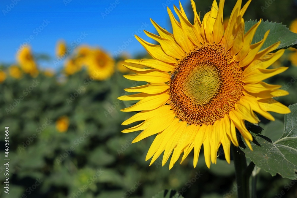 a flower of a sunflower swinging in the wind against the background of a blue sky a flower of a sunflower swinging in the wind against the background of a blue sky