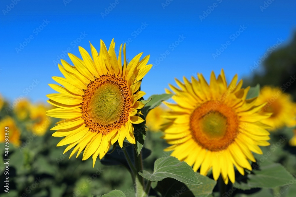 a flower of a sunflower swinging in the wind against the background of a blue sky a flower of a sunflower swinging in the wind against the background of a blue sky