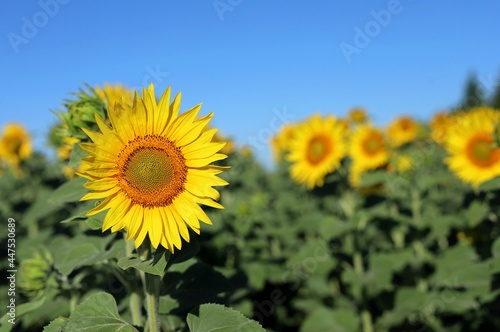 a flower of a sunflower swinging in the wind against the background of a blue sky