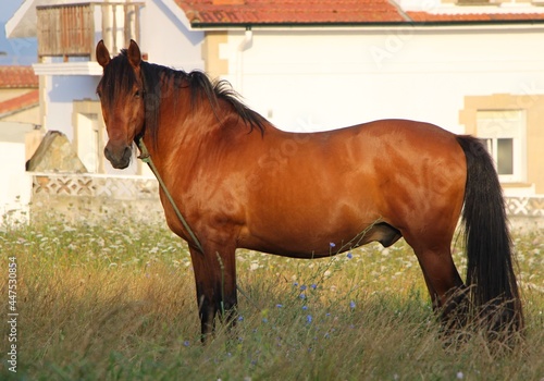 Equus ferus caballus Bay horse standing looking at the camera in a small field in Cueto Cantabria Spain with early morning sun side view photo