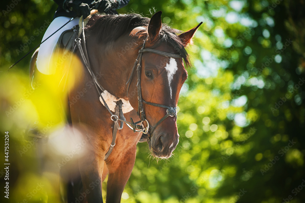 Fototapeta premium Portrait of a beautiful bay horse with a bridle on its muzzle and a rider in the saddle among the green leaves of trees on a sunny summer day. Horse riding. Equestrian sports.