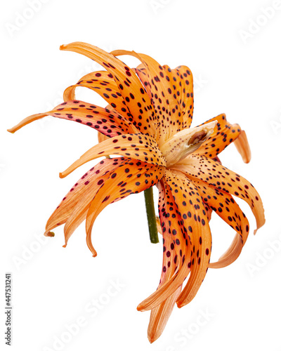 Flower of asian lily, isolated on white background