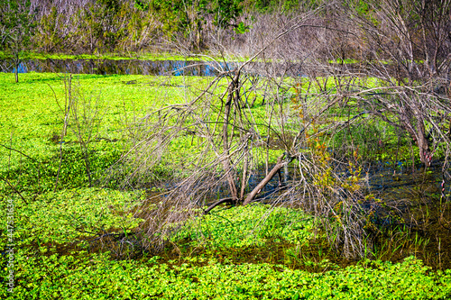 Gainesville Paynes Prairie Preserve State Park Watershed trail hiking in central Florida marsh with lush foliage on lake and dead tree photo