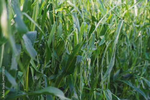 Detail of a corn field damaged by a hail storm in Austria