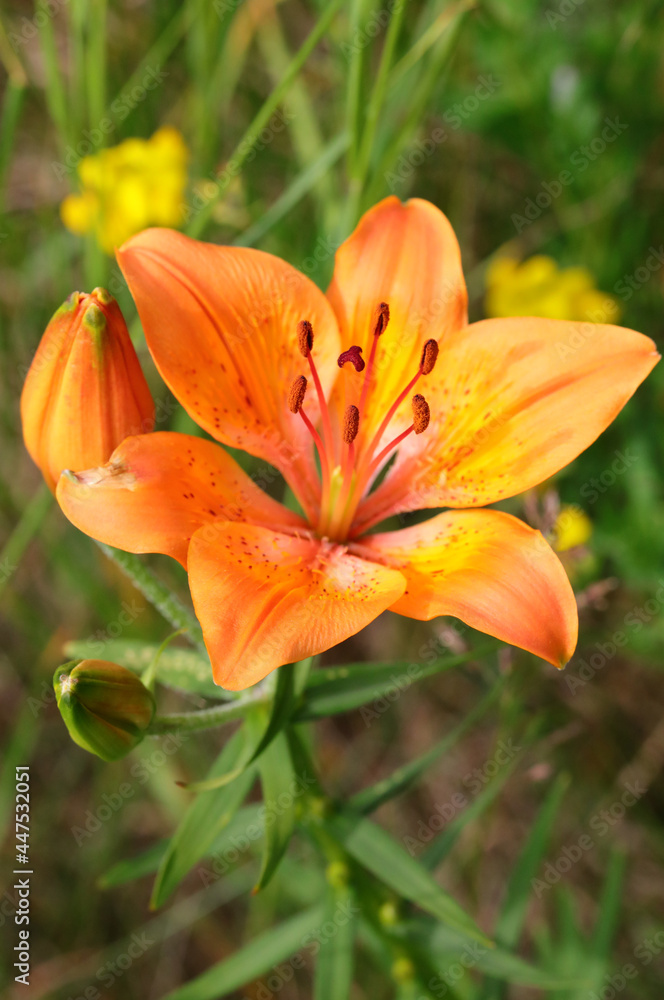 Orange lilium flower