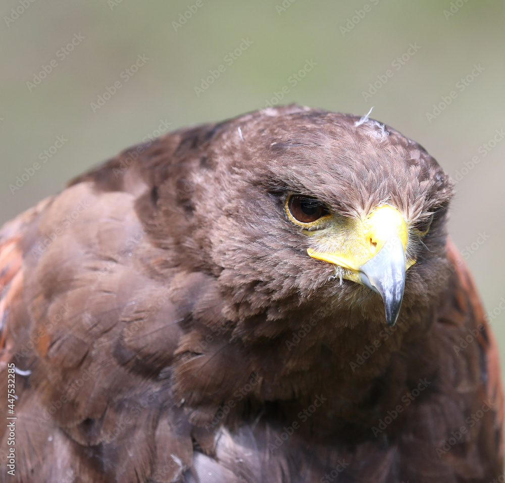 Fototapeta premium Big bird called Hawk of Harris or Peuco