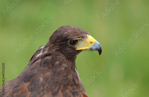 Big bird called Hawk of Harris or Peuco