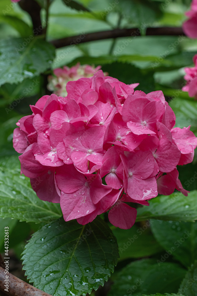 Macro photo of hydrangea flower. Details of pink petals. Macro photo of hydrangea flower. Details of pink petals.