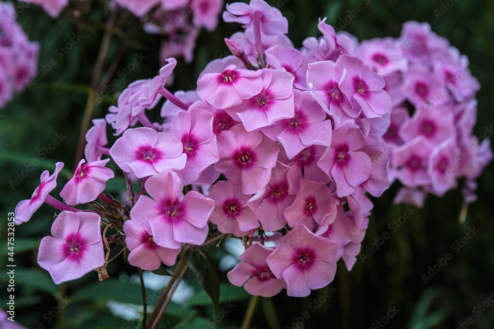 Fototapeta premium A closeup of purple phlox flowers.