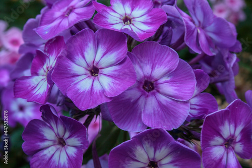 A closeup of purple phlox flowers.