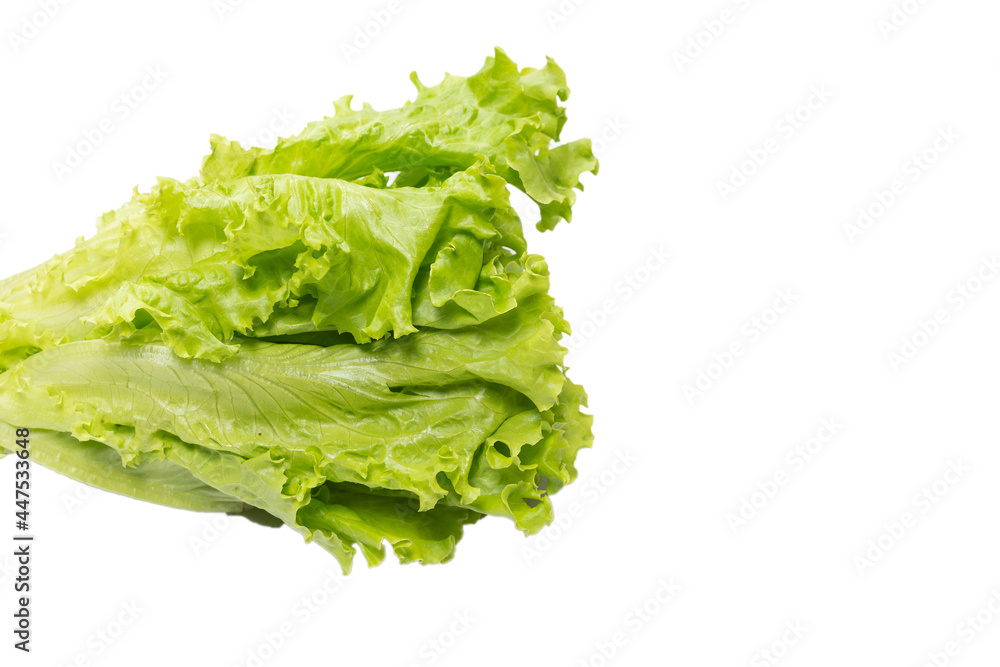 Fresh lettuce salad isolated on a white background. Fresh lettuce salad isolated on a white background.