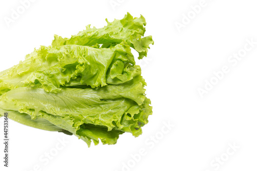Fresh lettuce salad isolated on a white background.