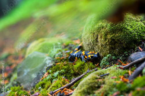 Dwarf forest under the top of Mount Tołsta, Bieszczady Mountains, Polańczyk, Solina, Terka / Karłowy las pod szczytem góry Tołsta, Bieszczady góry, Polańczyk, Solina, Terka photo