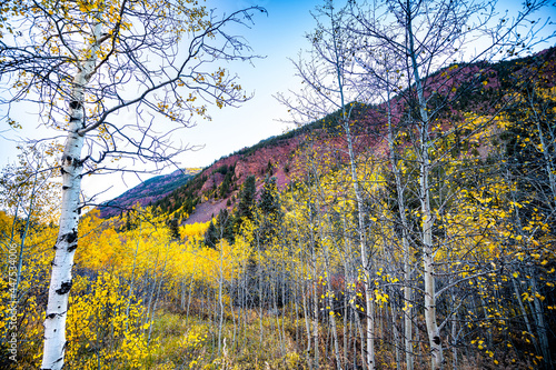 Fototapeta Naklejka Na Ścianę i Meble -  Maroon Bells area with view from famous road of vibrant yellow foliage aspen trees in foreground of Colorado rocky mountains autumn fall peak