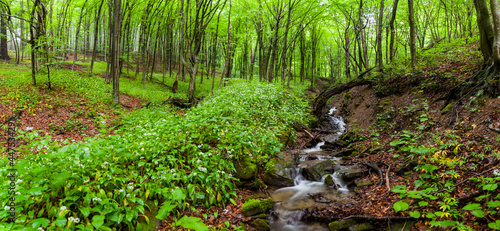Fototapeta Naklejka Na Ścianę i Meble -  Dwarf forest under the top of Mount Tołsta, Bieszczady Mountains, Polańczyk, Solina, Terka / Karłowy las pod szczytem góry Tołsta, Bieszczady góry, Polańczyk, Solina, Terka