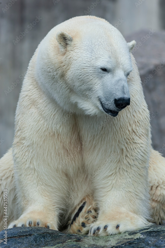 The polar bear is classified as a vulnerable species The polar bear is classified as a vulnerable species