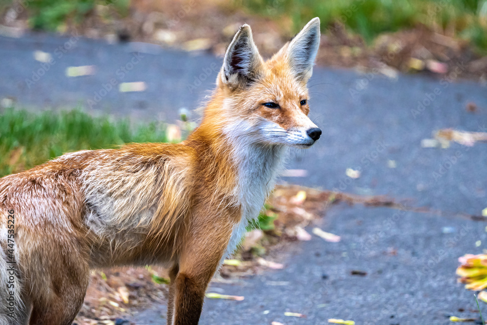 North American Red Fox (Vulpes fulva fulva)