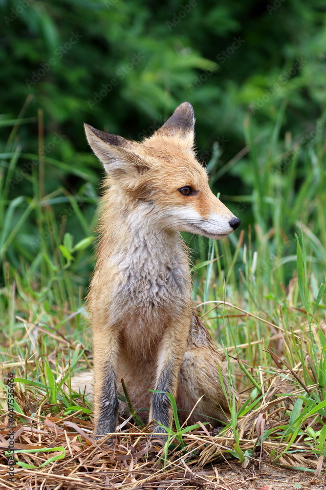 A baby red fox in the summer during the rain A baby red fox in the summer during the rain