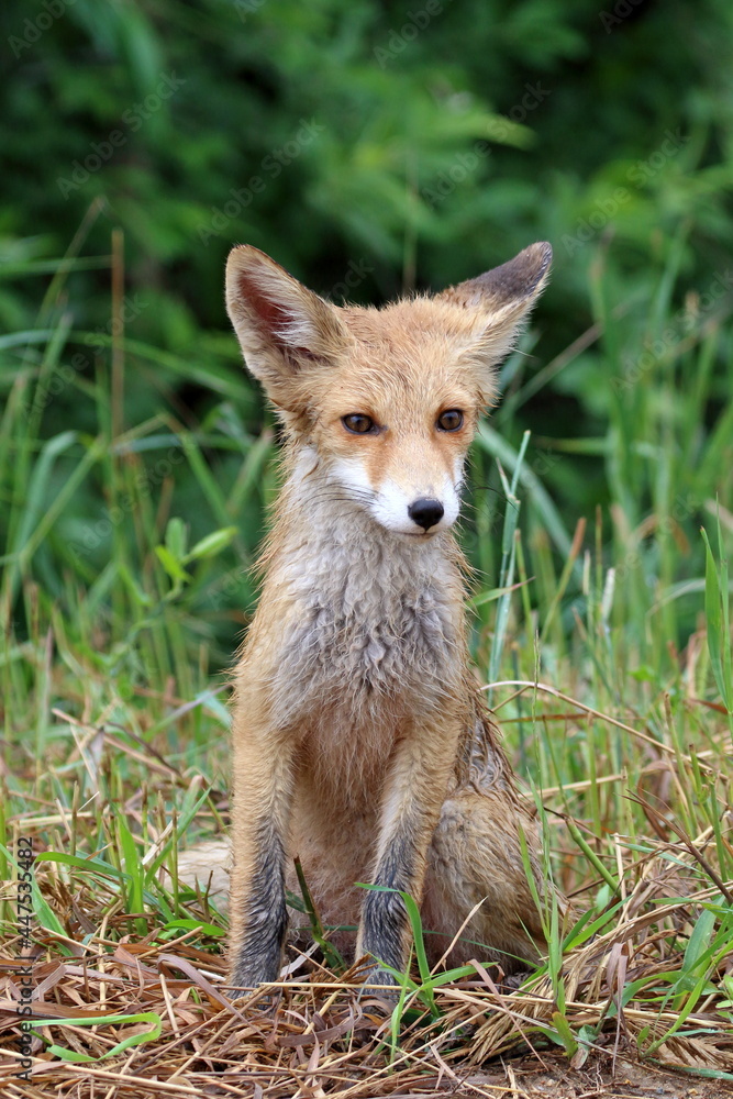 Wet baby red fox in the summer in the Altai Wet baby red fox in the summer in the Altai