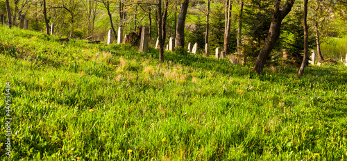 Jewish cemetery in Baligród, Bieszczady Mountains, Baligród / Żydowski cmentarz w miejscowości Baligród, góry Bieszczady, Baligród photo