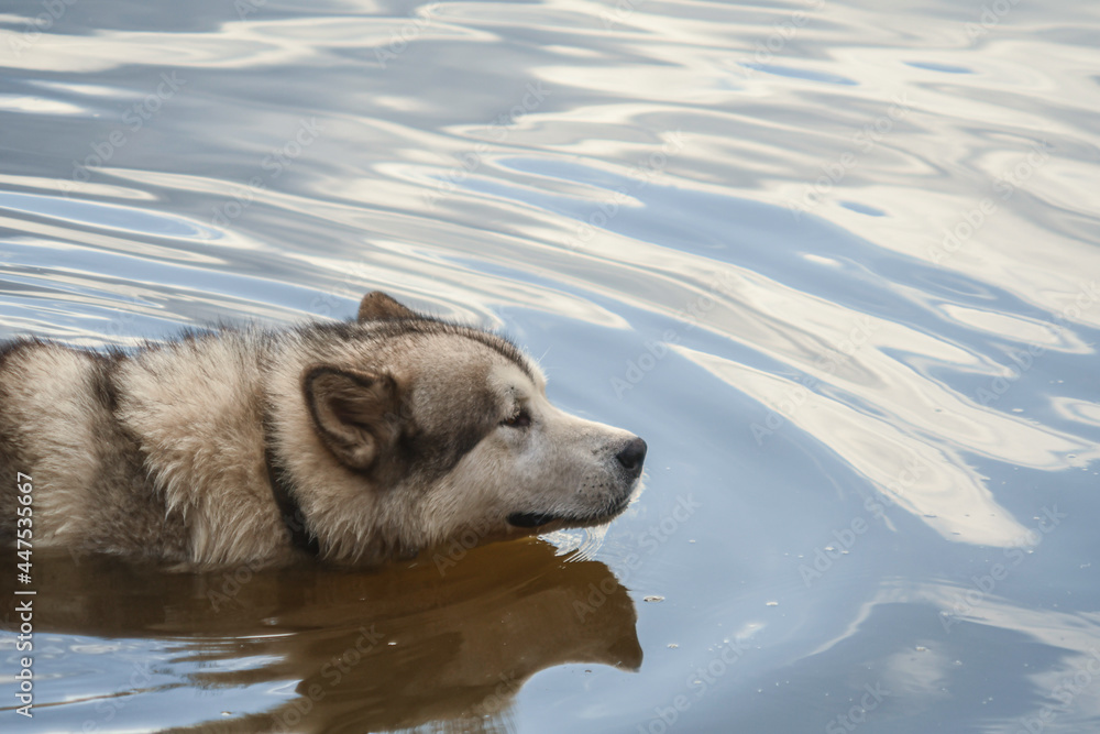 Naklejka premium Large dog Malamute. Crossbreed with a wolf. The dog bathes in cool water.