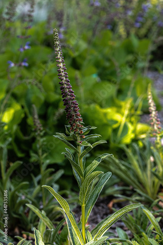 Willow-leaved, Dusty or Spanish Rusty Foxglove (Digitalis obscura)