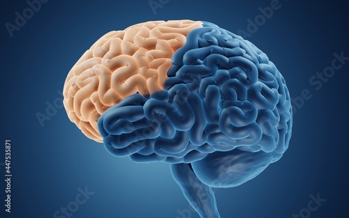 Frontal lobe is important for cognitive functions and control of voluntary movement