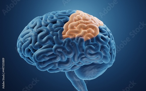 Parietal lobe in human brain 3d illustration photo