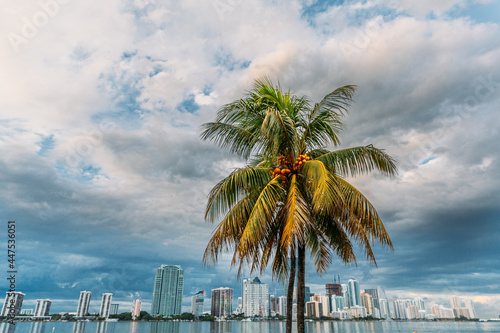 Palm tree and panoramic view of Miami, Florida, USA.