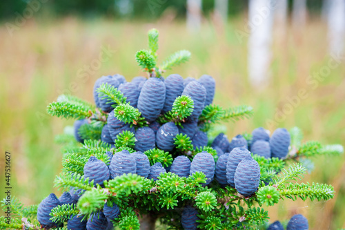 Korean fir tree (Abies koreana) blue cones photo