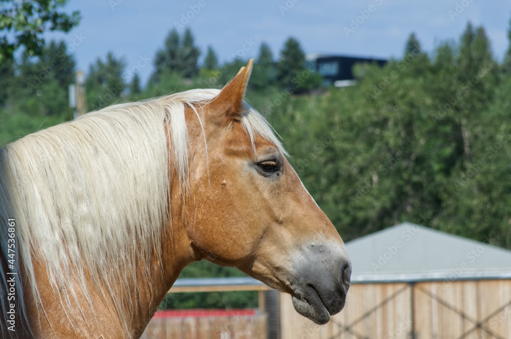 Obraz premium Close up of a Clydesdale Horse